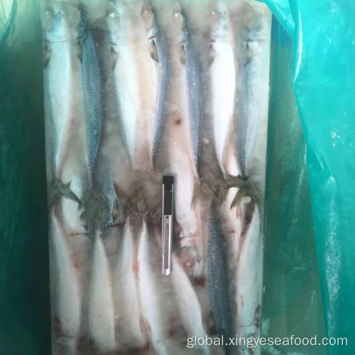 Mackerel Fish Whole Round Frozen Fish Whole Round Mackerel 200-300 Manufactory